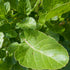 Ethiopian Kale